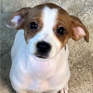 Meet your Posher, Maya